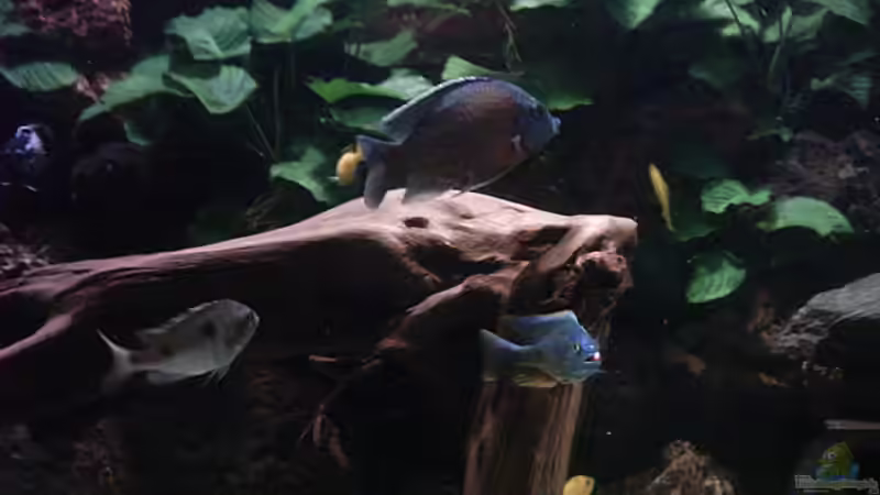 Morkienwurzel von Bernd Niehoff (16)