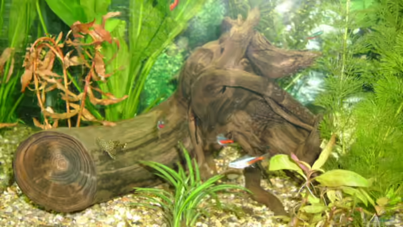 Morkienwurzel von Mario Hey (2)