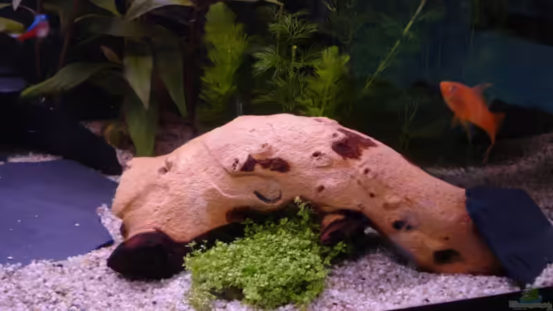 Morkinwurzel von Bege (8)