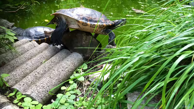 Morla sieht man meist mit ´ihrem Maxl´ - wobei es nicht sicher ist, dass es sich um eine männliche Schildkröte handelt. Trotzdem ist gleich zu erkennen, dass diese beiden Tiere eine engere Bindung haben, als andere und sich jedes Jahr im Frühling ganz besonders ´begrüßen´... von Helga Kury (10)