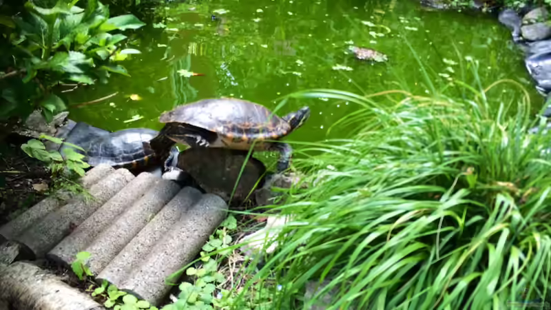 Morla und die anderen beim Sonne tanken... von Helga Kury (9)