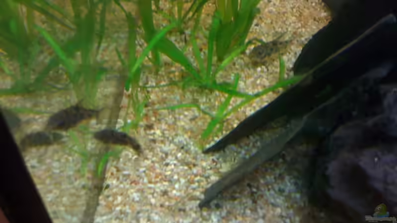 mormorierte Panzerwelse von Kuebiwhv (15)