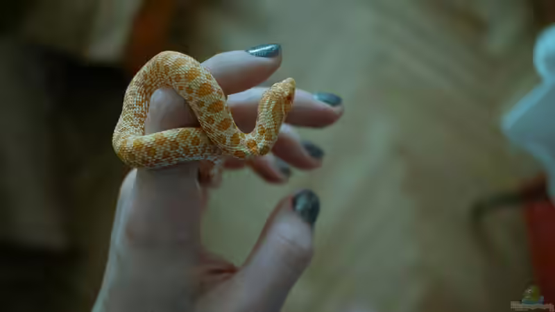 Morphen der Kornnatter: Farben, Genetik und Vielfalt bei Pantherophis guttatus