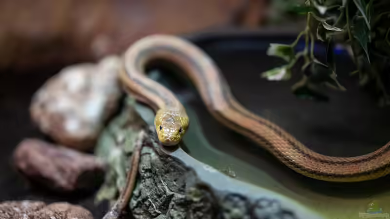 Morphen der Kornnatter: Farben, Genetik und Vielfalt bei Pantherophis guttatus