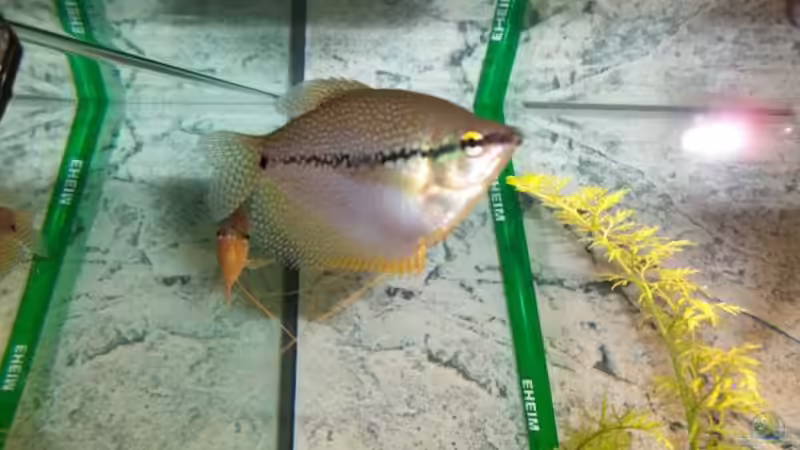 Mosaik Fadenfisch Pärchen von SaMo (11)