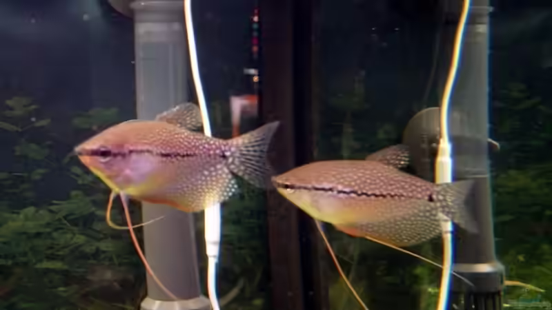 Mosaik Fadenfisch Pärchen von Sascha Suehrig (6)