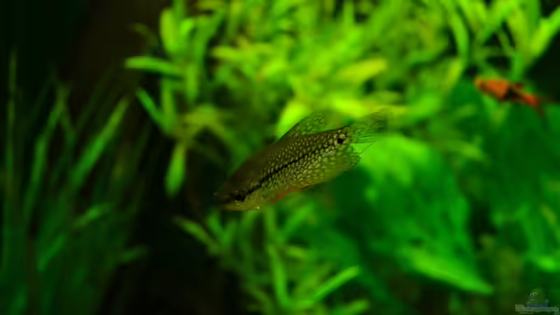 Mosaik-Fadenfisch von Daniela (29)