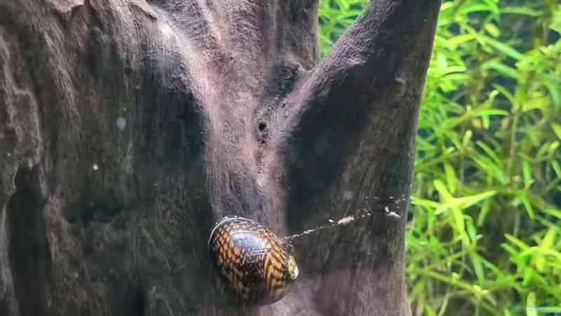 Mosaik-Rennschnecke, Neritina sp. von Peter Peter (103)