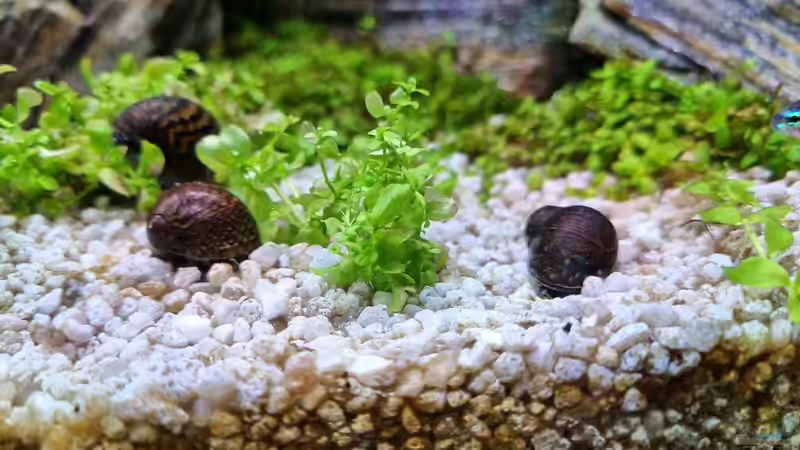 Mosaik Rennschnecke Neritina sp von Peter Peter (100)