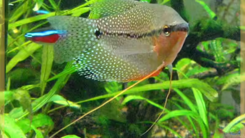 Mosaikfadenfisch (altes Bild) von tomtirol (12)