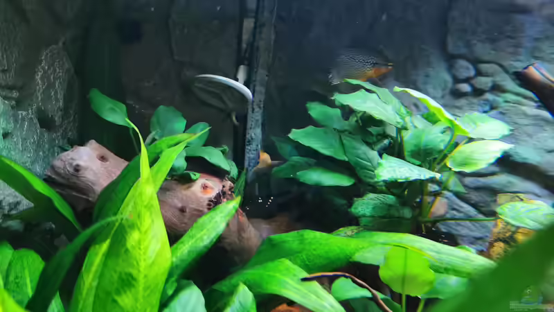 Mosaikfadenfisch (m) von Alex-ius (6)