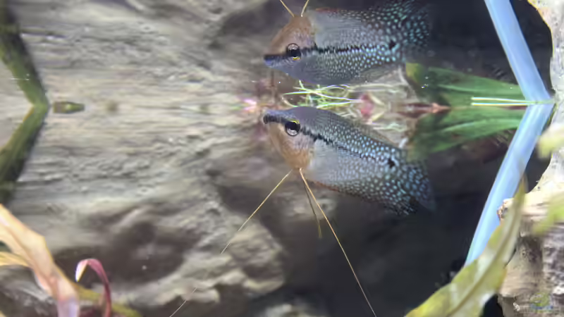 Mosaikfadenfisch M von Campi (28)