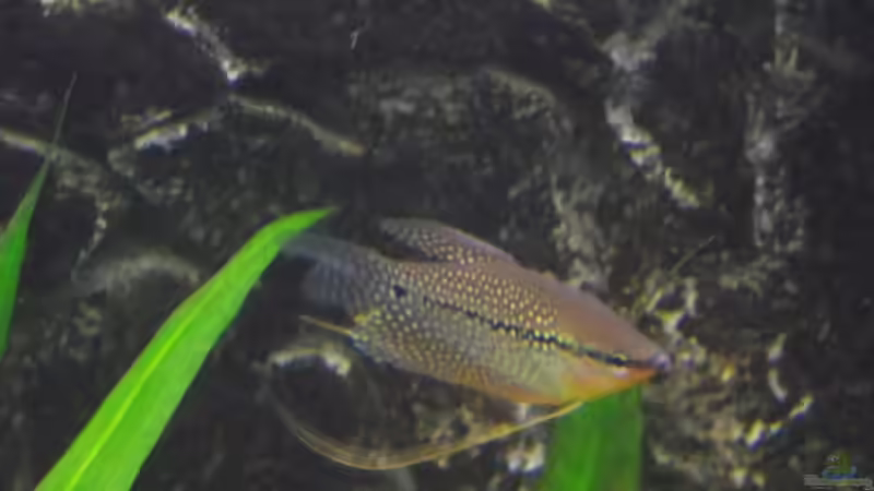 Mosaikfadenfisch Männchen von Dr. Manhattan (35)