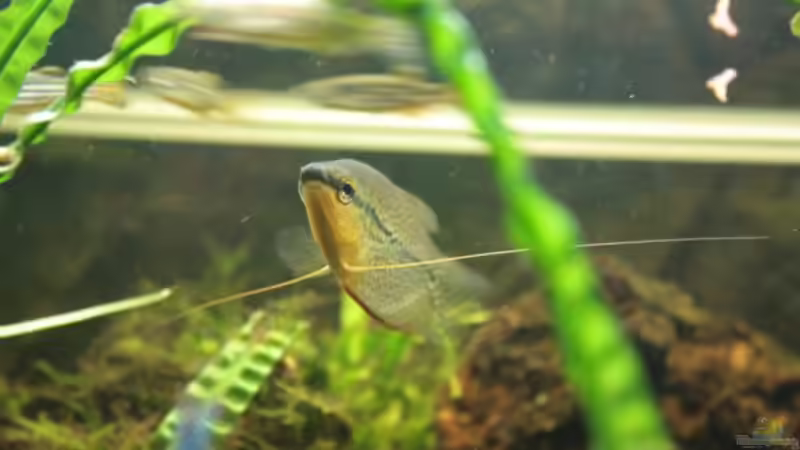 Mosaikfadenfisch Männchen von Marcus Blum (10)