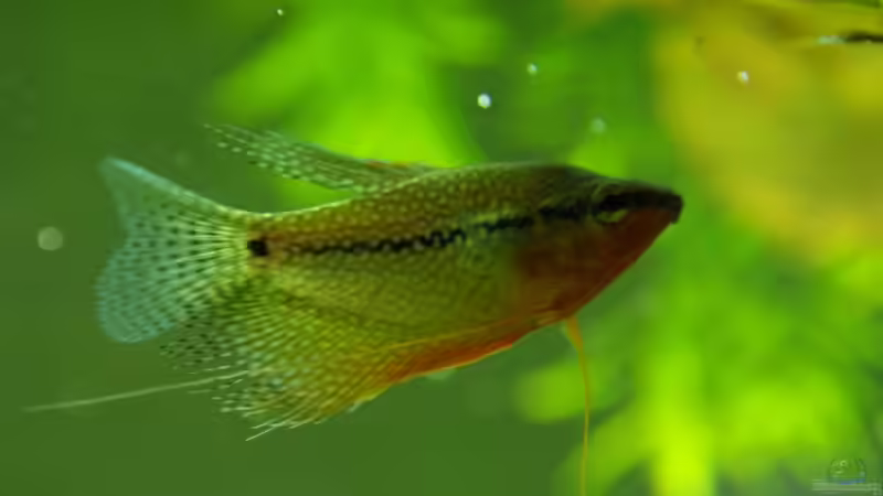 Mosaikfadenfisch-Männchen von Rheinländer (41)