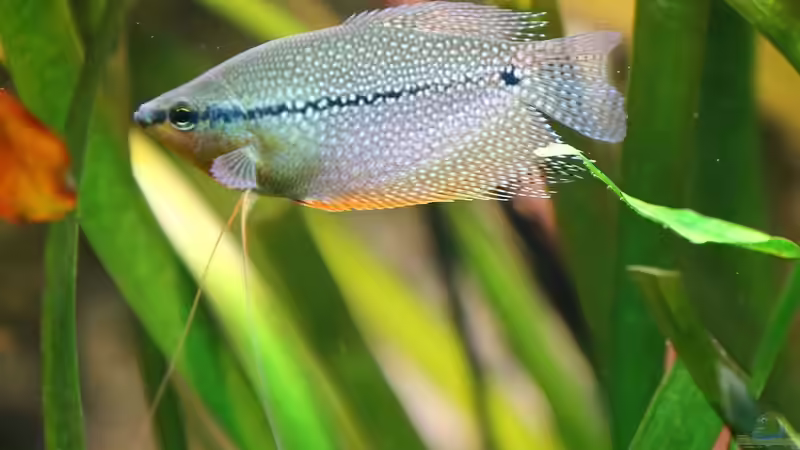 Mosaikfadenfisch Männchen von Sarah (39)