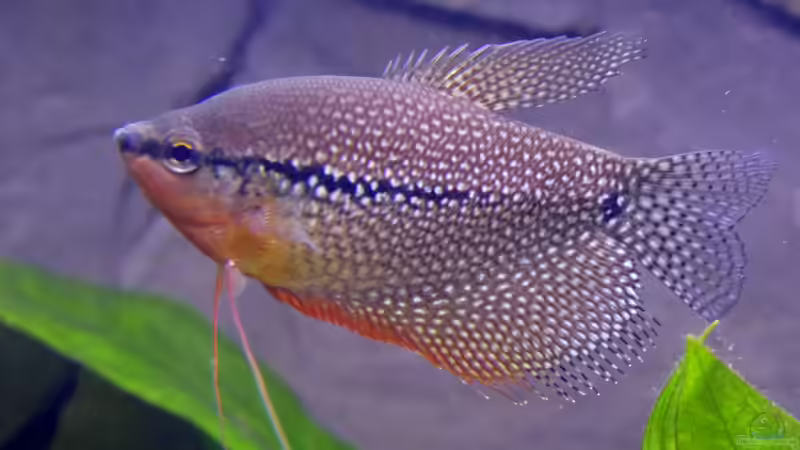 Mosaikfadenfisch (Trichopodus leerii) von Ravenclaw57 (54)