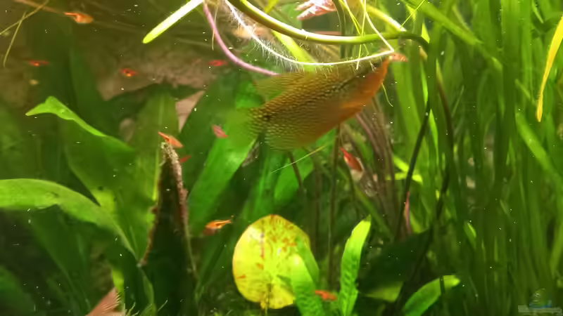 Mosaikfadenfisch von Acero (39)