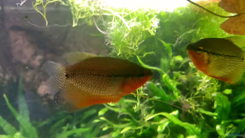 Mosaikfadenfisch von Acero (41)