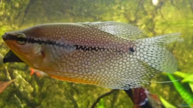 Mosaikfadenfisch von Christiane Feldmann (33)