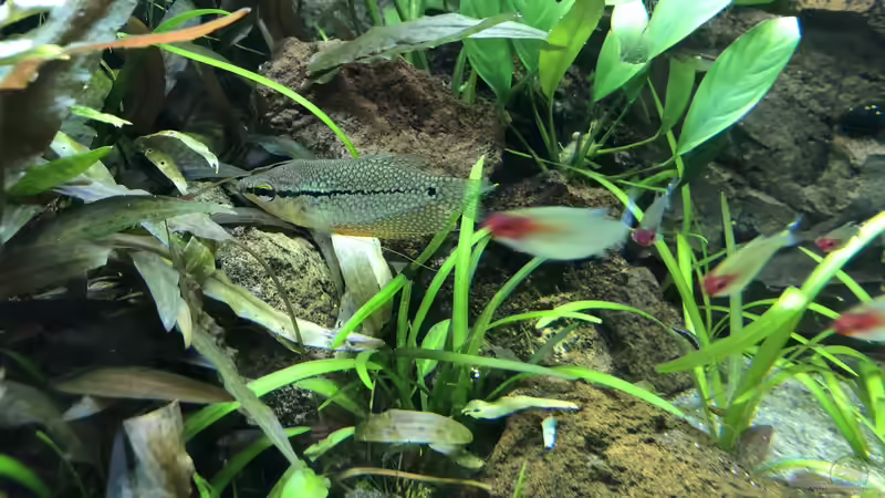 Mosaikfadenfisch von derflo (13)