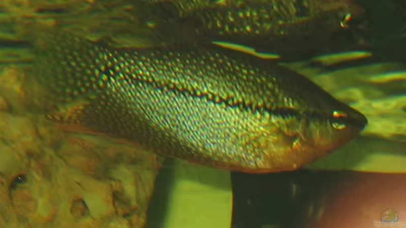 Mosaikfadenfisch von Gaspode (25)