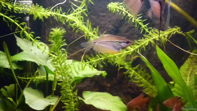 Mosaikfadenfisch von Mad Max (15)