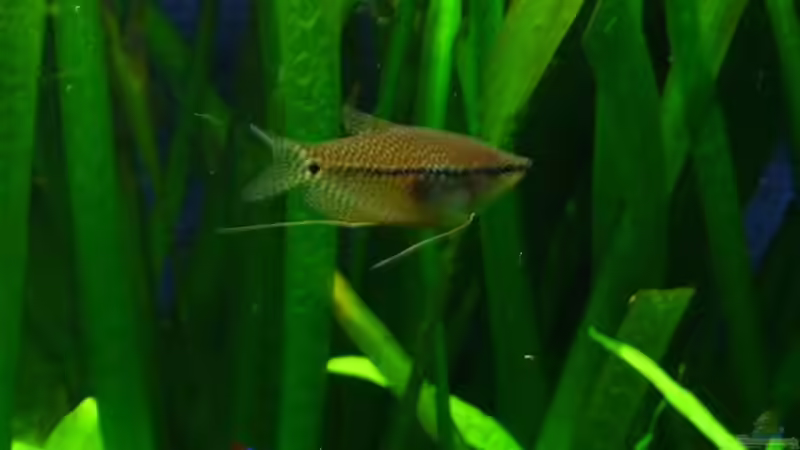 Mosaikfadenfisch von Maggus (13)