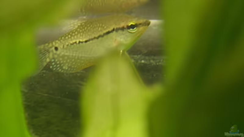 Mosaikfadenfisch von Markus Vetter (7)