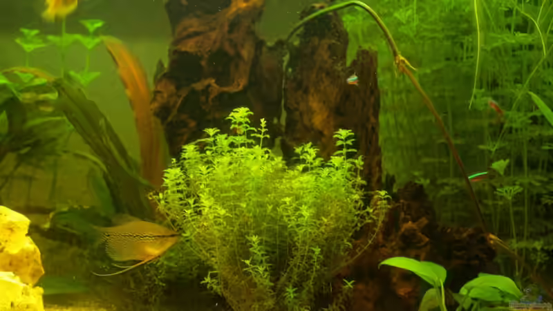 Mosaikfadenfisch von patsen (8)