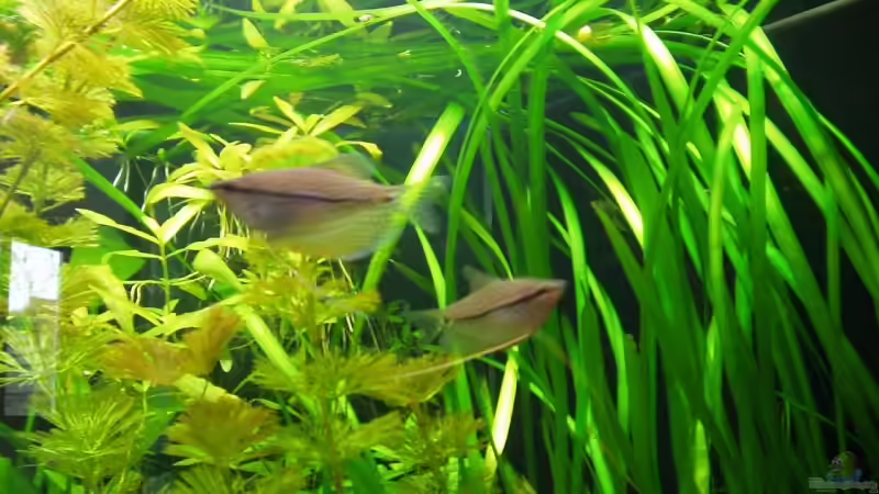 Mosaikfadenfisch von sternenbanner (10)