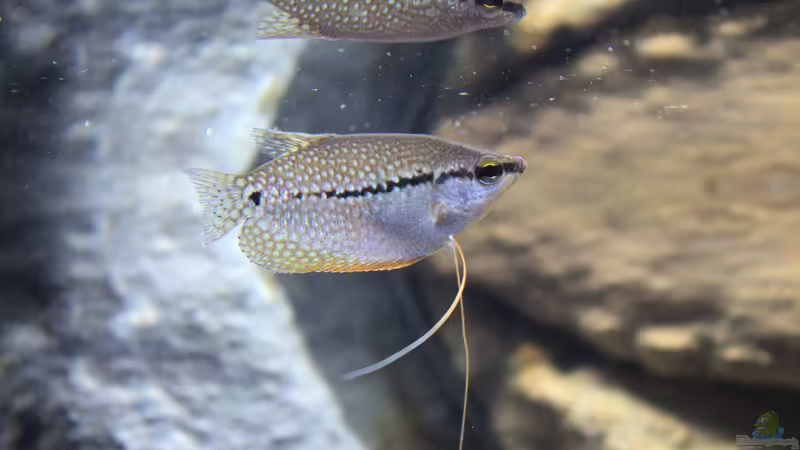 Mosaikfadenfisch W von Campi (27)