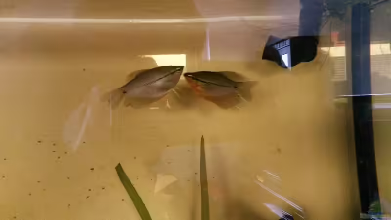 Mosaikfadenfisch Weibchen und Mänchen von HangSu (6)