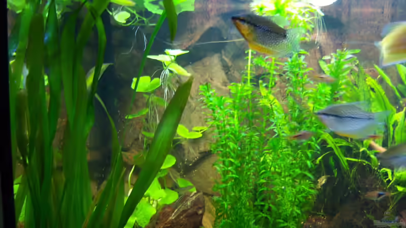 Mosaikfadenfische beim Erkunden 01.03.2015 von Schratze (93)