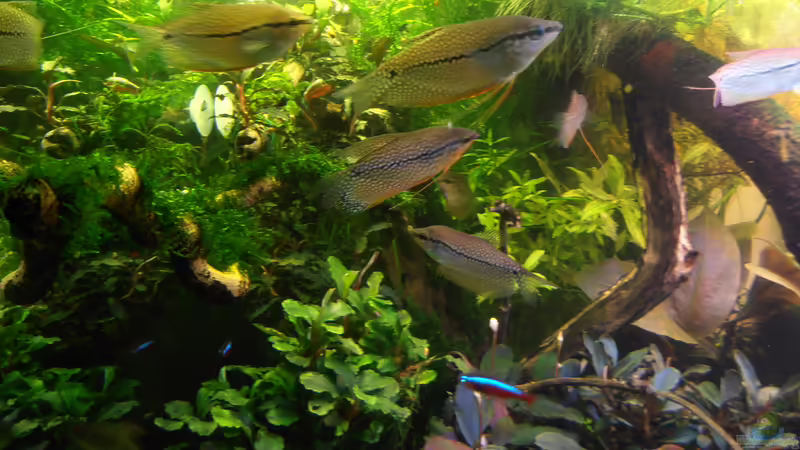 Mosaikfadenfische von achim-cool (17)