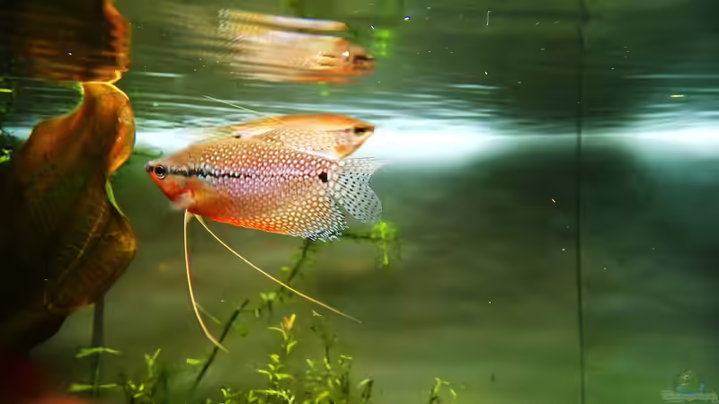 Mosaikfadenfische von Jonas (Trancemania) (13)