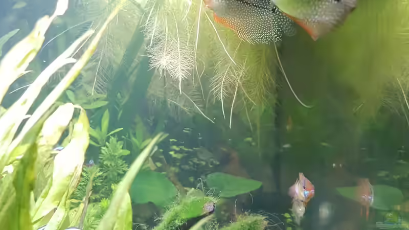 Mosaikfadenfische von Rinchen84 (17)