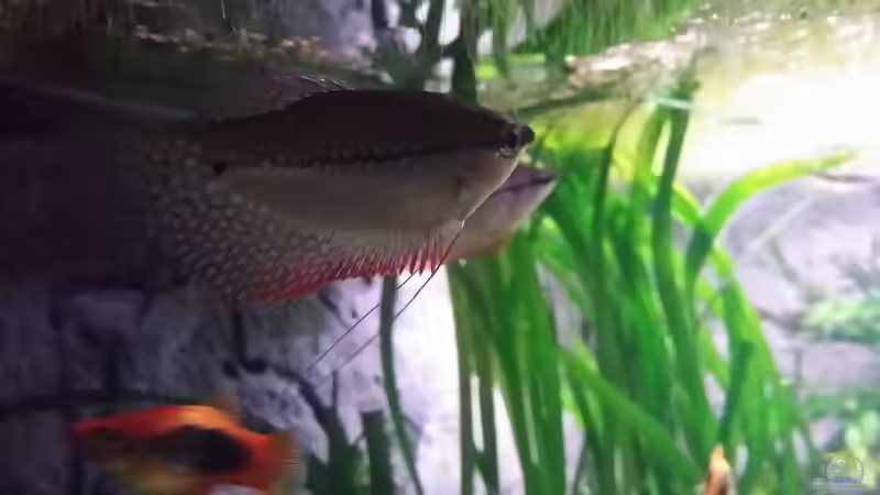 Mosaikfadenfische von Steffen und Felix (115)