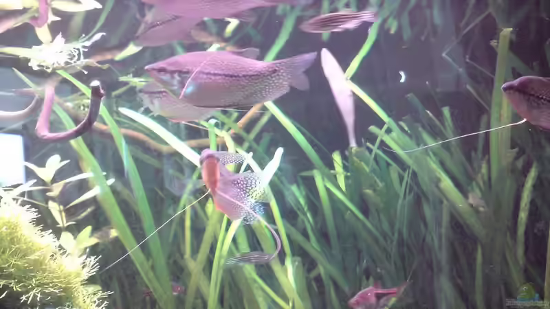 Mosaikfadenfische von sternenbanner (13)