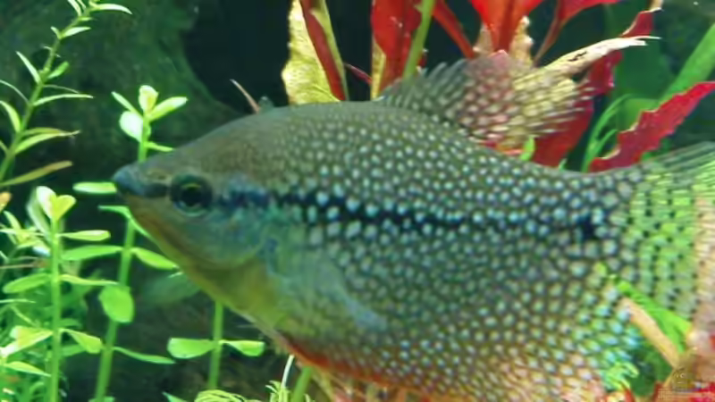 Mosaikfafis heute 01/09 von wasserspaß (15)