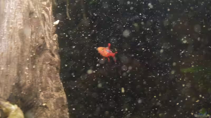 Moskito beim Füttern von Tino Georgi (10)