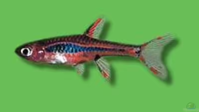 MOSKITO-RASBORA /  SCHWANZFLECK-  B??RBLING von Dasy (12)