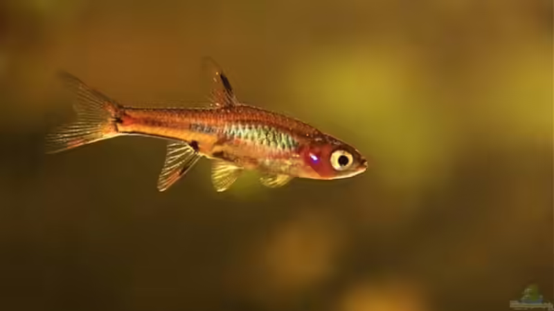 Moskito Rasbora von Nadinsche (9)