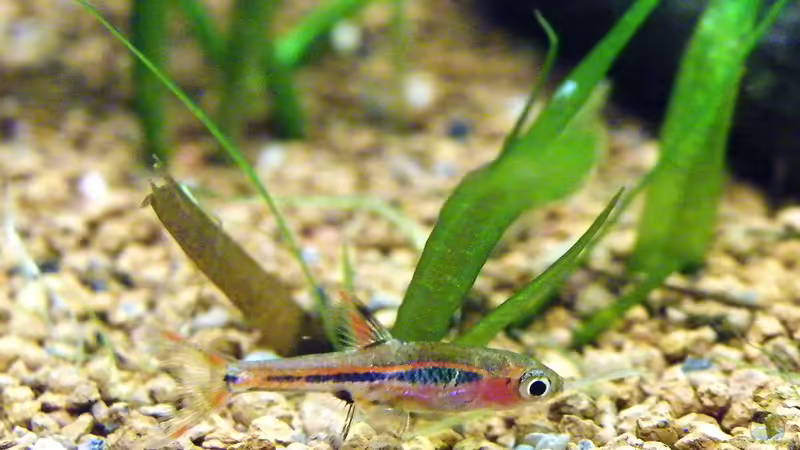 Moskitobärbling - 10.07.2011 von bergfrau (33)