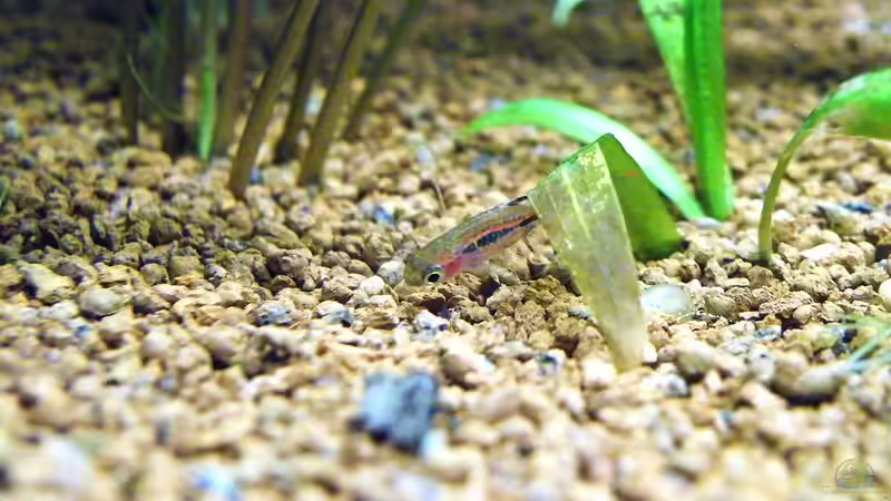 Moskitobärbling im Aquarium halten (Einrichtungsbeispiele für Boraras brigittae)