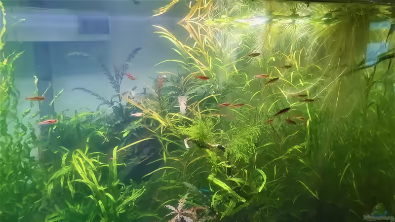 Moskitobärbling (Boraras brigittae) von piet (20)