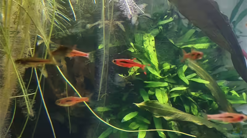 Moskitobärbling (Boraras brigittae) von piet (34)