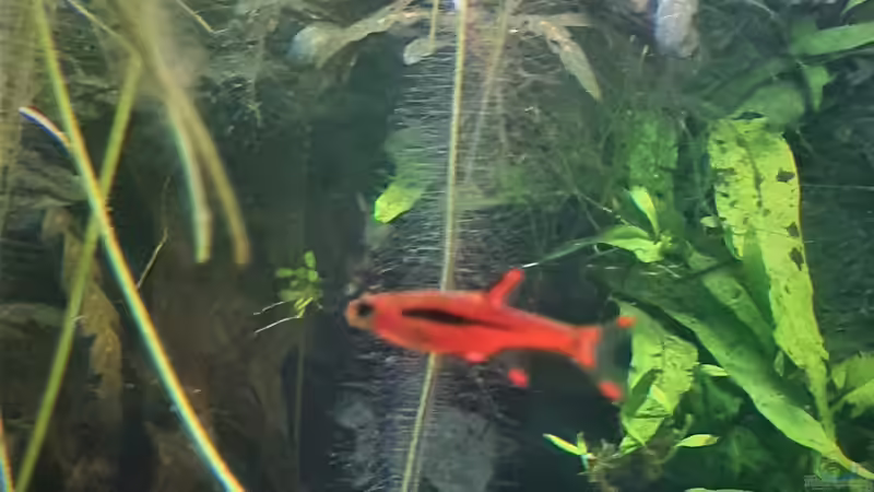 Moskitobärbling im Aquarium halten (Einrichtungsbeispiele für Boraras brigittae)