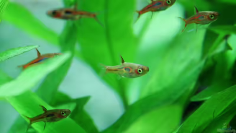 Moskitobärbling von H4rdei (15)