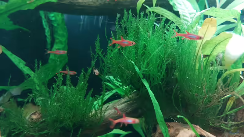 Moskitobärblinge  von DaniJeep (10)